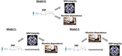 White Matter Integrity and Nicotine Dependence: Evaluating Vertical and Horizontal Pleiotropy